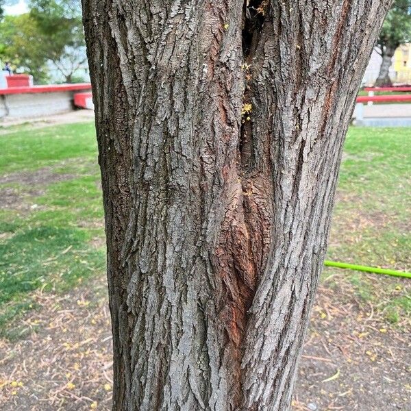 Acacia pendula Bark