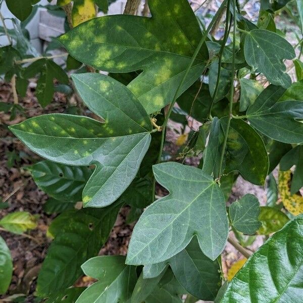 Passiflora suberosa Blad