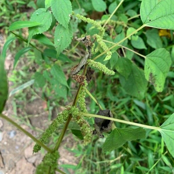 Boehmeria cylindrica Flower