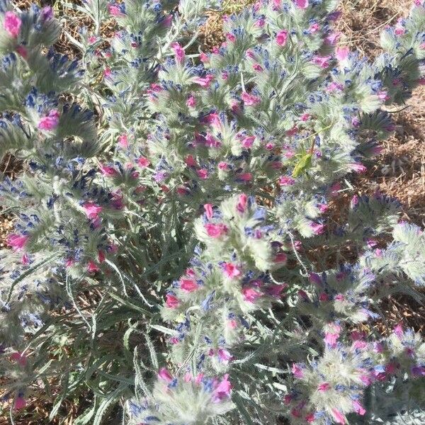 Echium albicans Flor