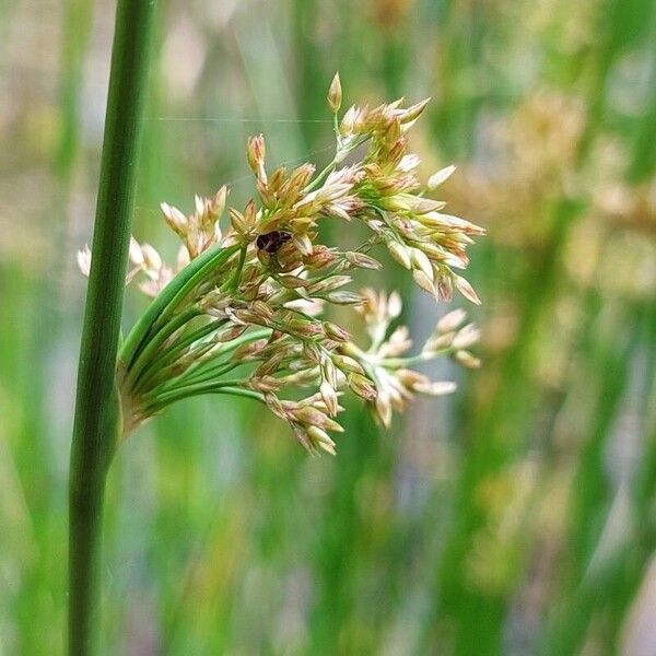 Juncus effusus Õis