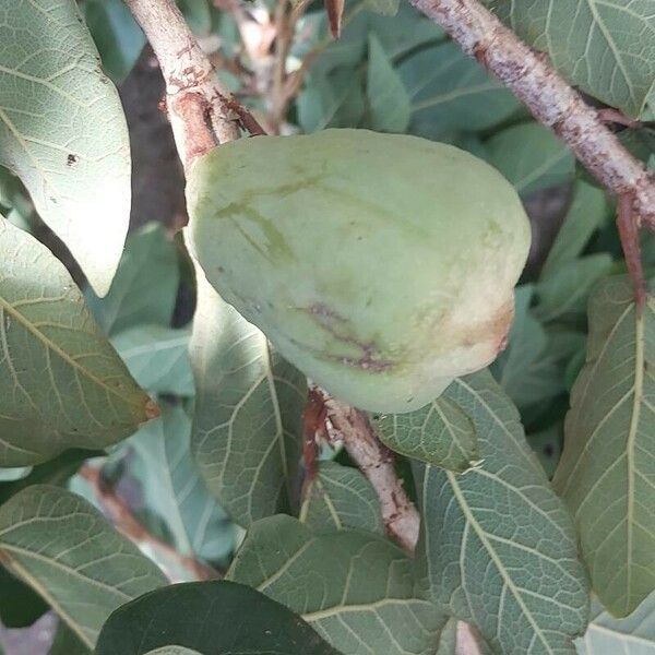 Ficus pumila Fruit