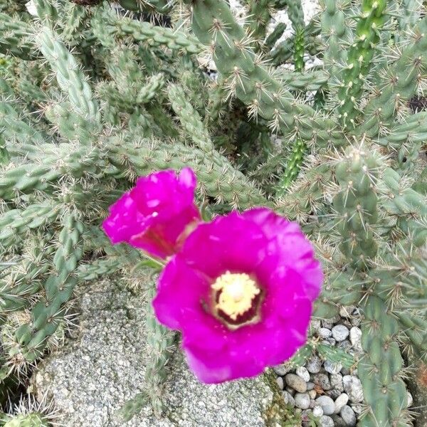 Cylindropuntia imbricata Λουλούδι