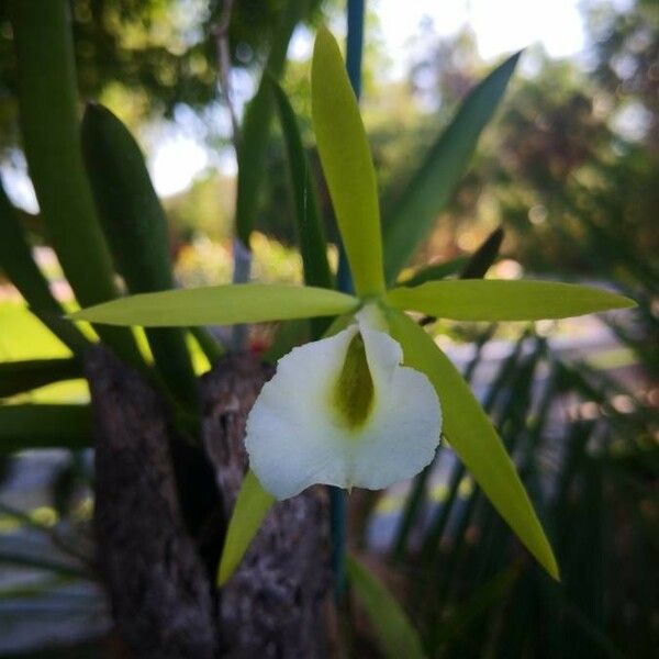 Brassavola perrinii फूल