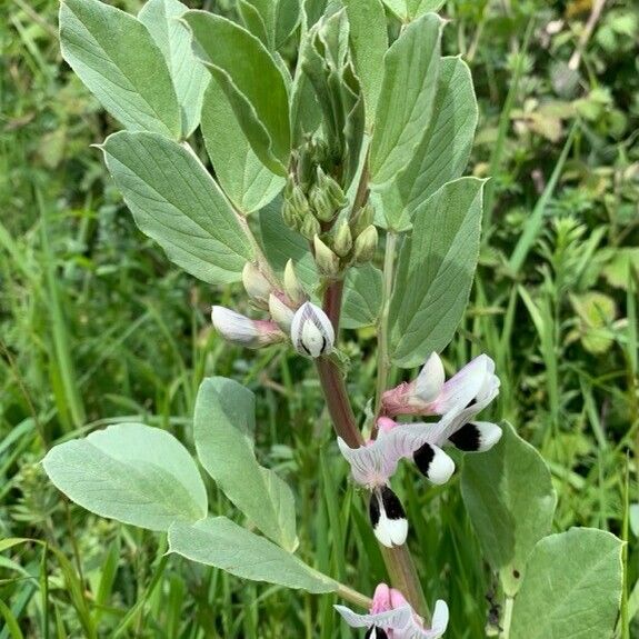 Vicia faba Blodyn