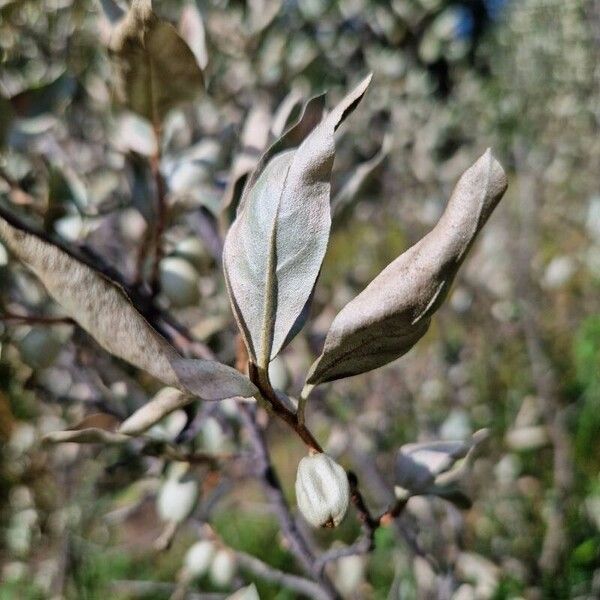 Elaeagnus commutata Leaf