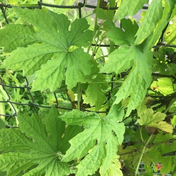 Momordica balsamina Leaf