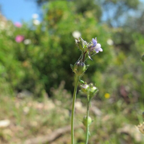 Linaria micrantha Blomma