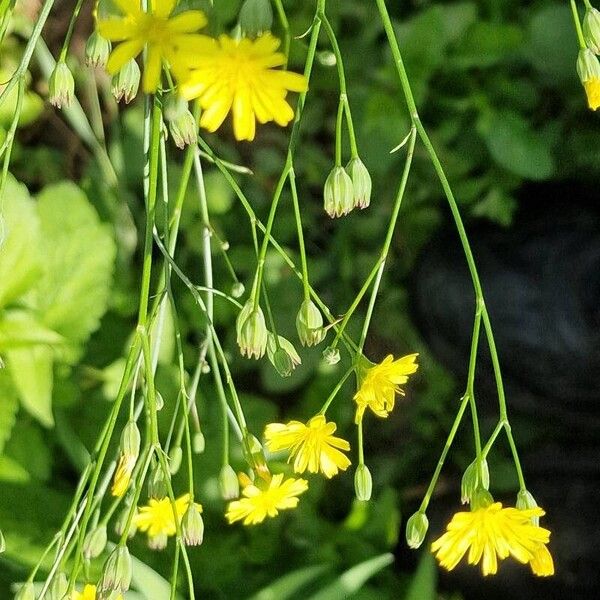 Crepis pulchra Virág