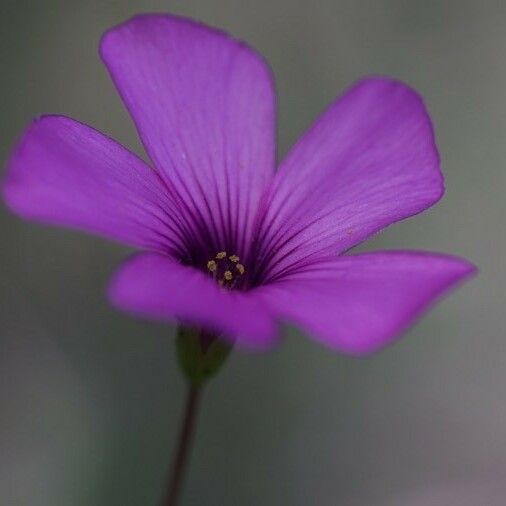 Oxalis debilis Cvet