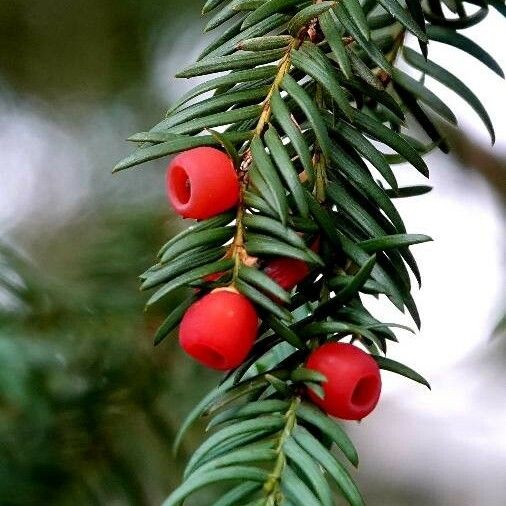 Taxus baccata Frukto