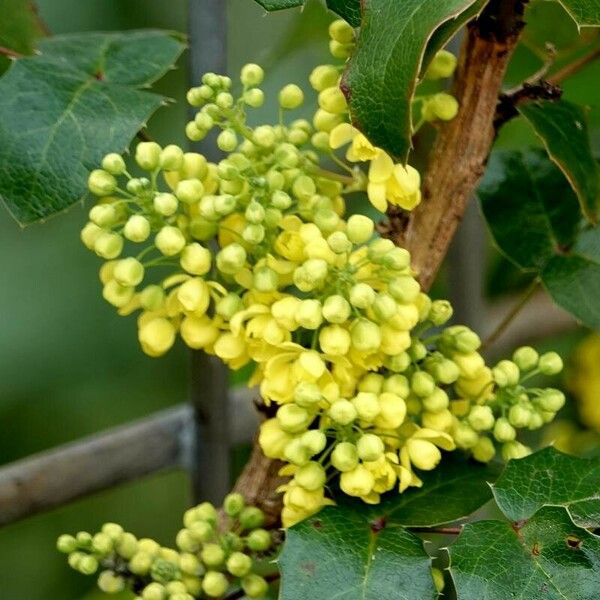 Berberis repens Fleur