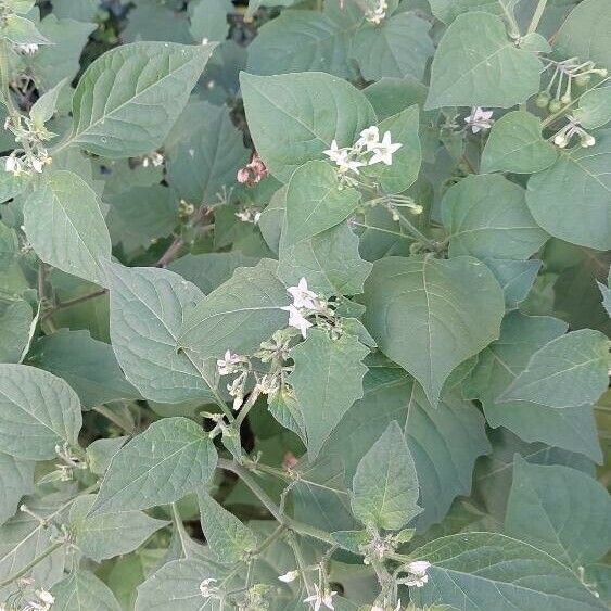 Solanum chenopodioides 花