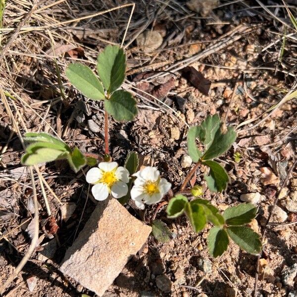 Fragaria virginiana Flor