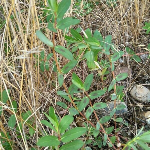 Euphorbia nutans 葉