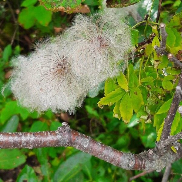 Clematis alpina Φρούτο