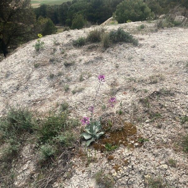 Moricandia moricandioides Habit