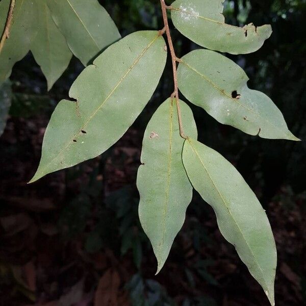 Oxandra venezuelana Lapas