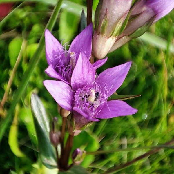 Gentianella amarella Flor