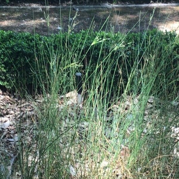 Juncus maritimus Leaf