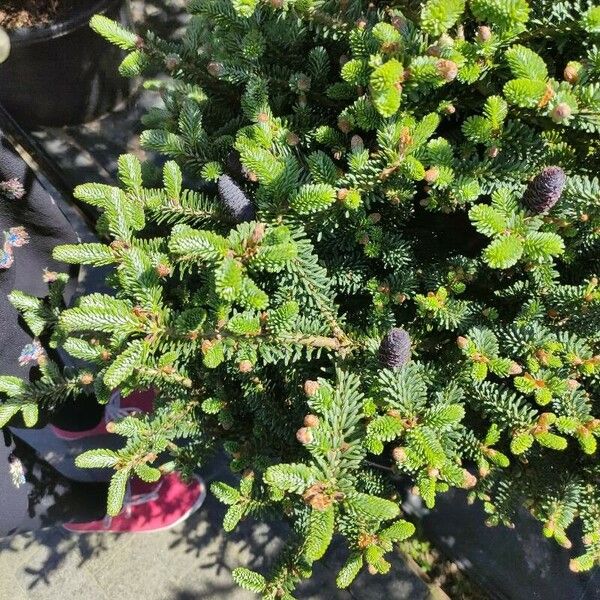 Abies koreana Habitat