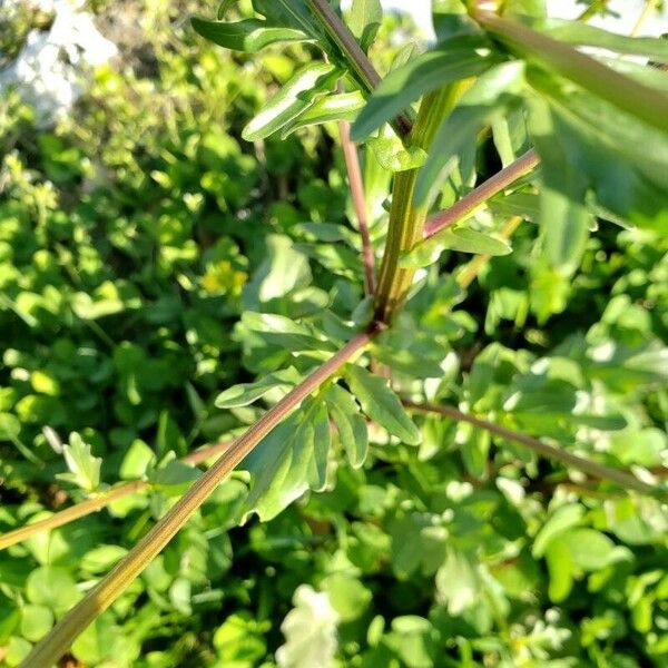 Barbarea vulgaris Blad