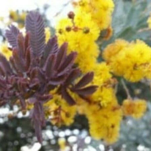 Acacia baileyana Kvet