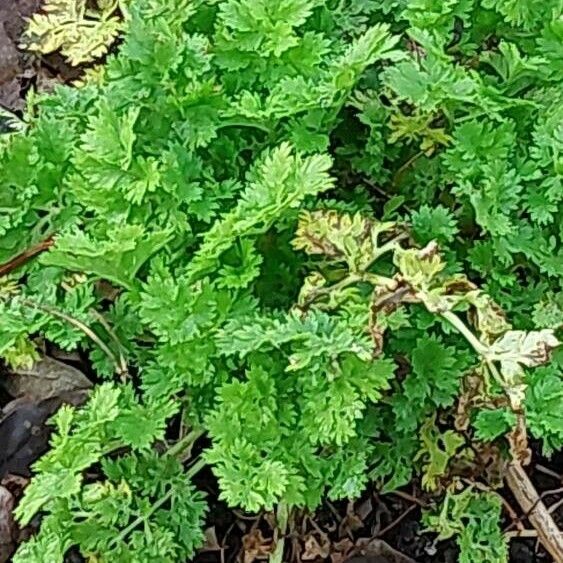 Anthriscus cerefolium Blatt