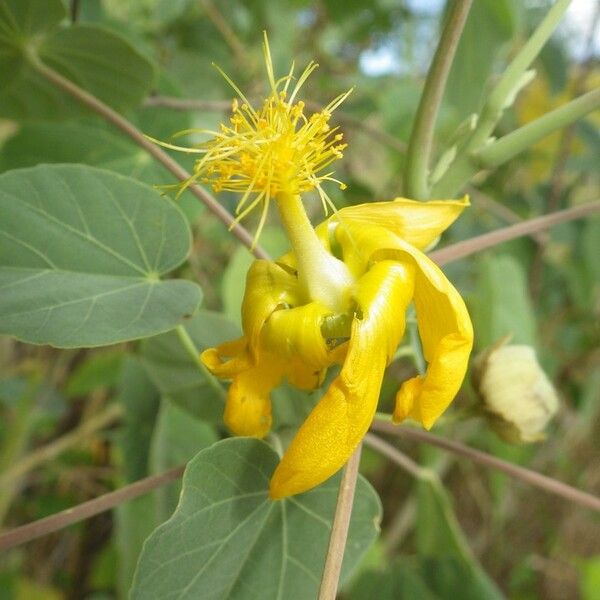 Abutilon exstipulare Kukka