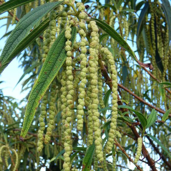 Boehmeria penduliflora Fiore