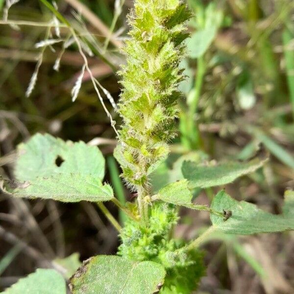 Acalypha poiretii फूल