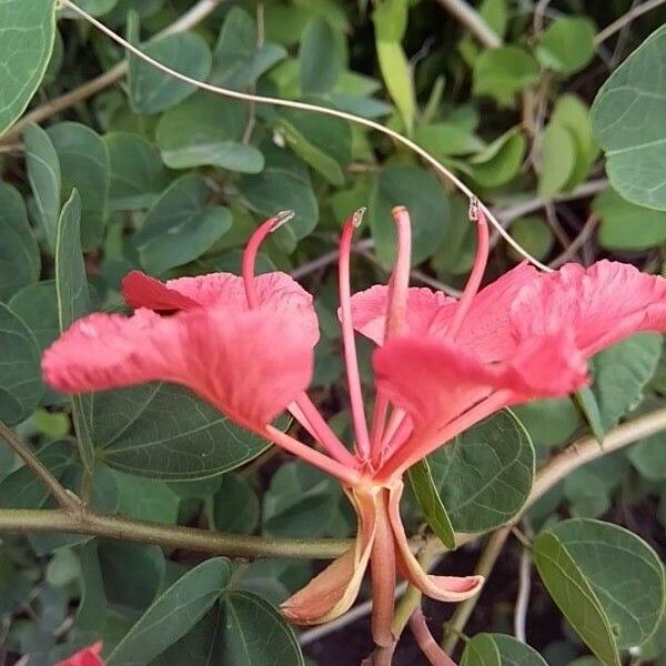 Bauhinia galpinii Flower