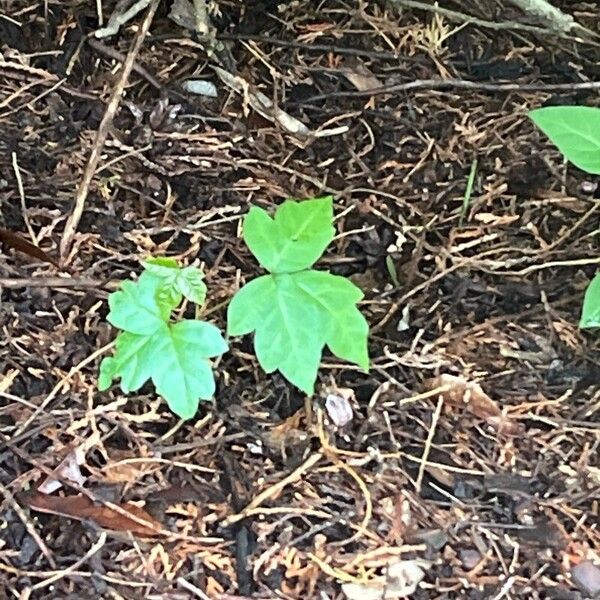 Toxicodendron radicans Leaf