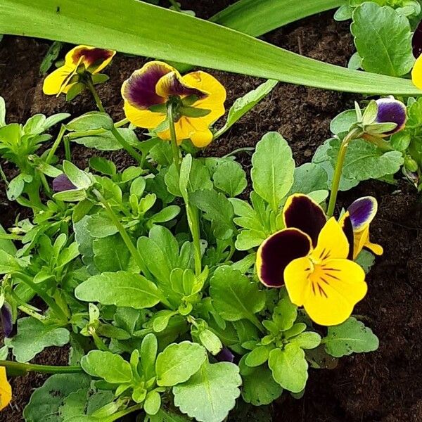 Viola tricolor 整株植物
