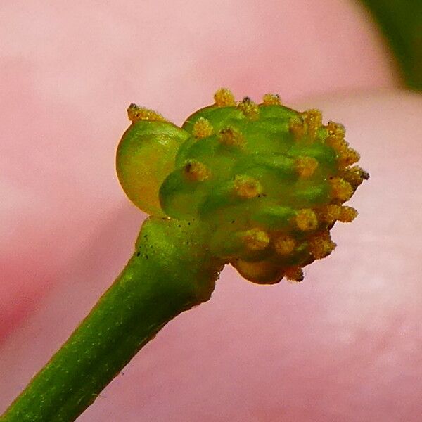 Ranunculus flammula Fruto