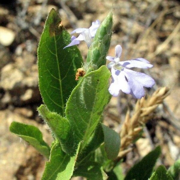 Elytraria imbricata Staniste