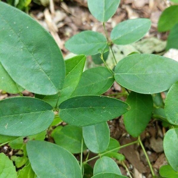 Clitoria mariana Ліст