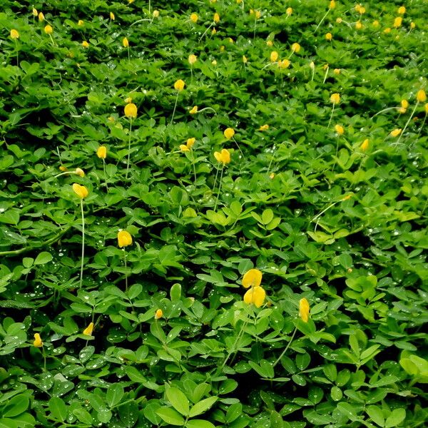 Arachis hypogaea आदत