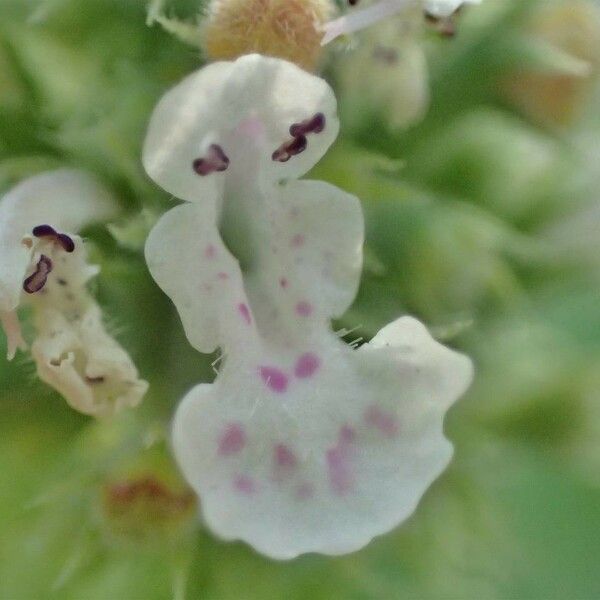 Nepeta cataria Кветка