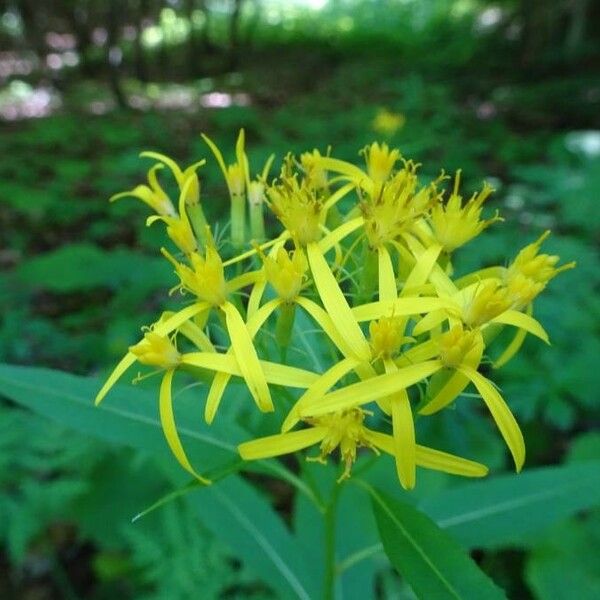 Senecio ovatus Kukka