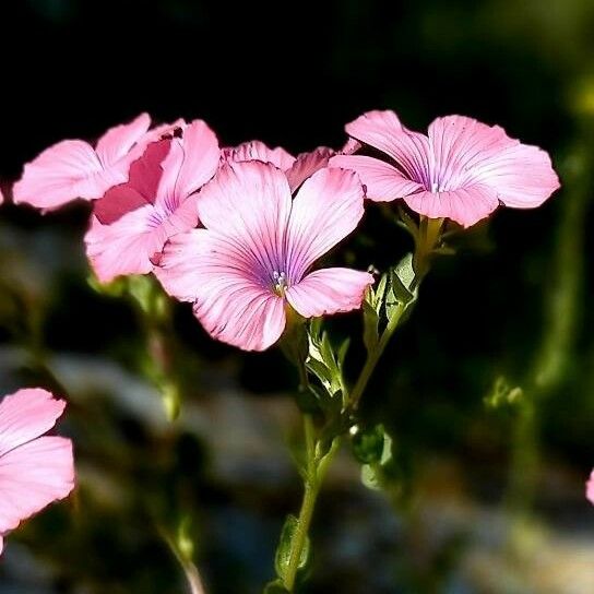 Lavatera trimestris Kukka