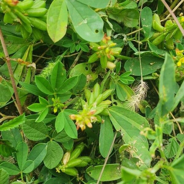 Crotalaria pycnostachya 形态