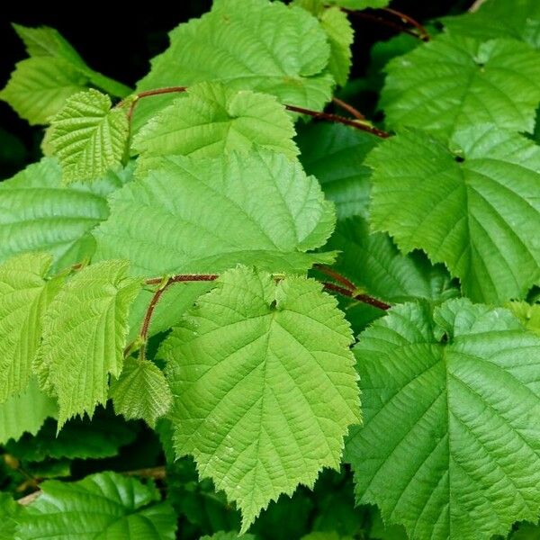 Corylus cornuta 葉