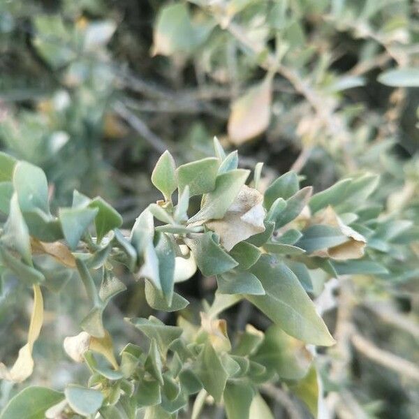 Atriplex halimus Leaf