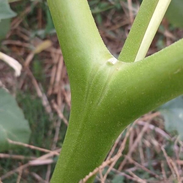 Datura stramonium പുറംതൊലി