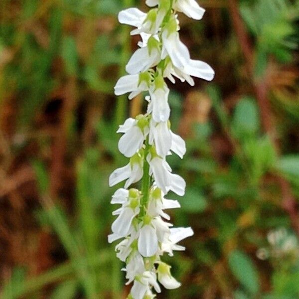 Melilotus albus Flor