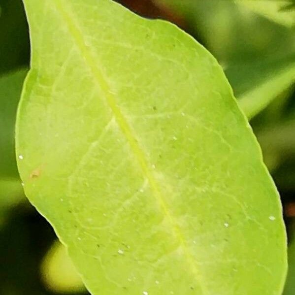 Plumbago auriculata Лист