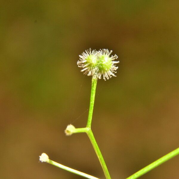 Galium triflorum Frukt