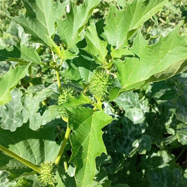 Datura stramonium Meyve