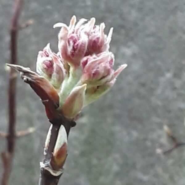 Viburnum × bodnantense Flor